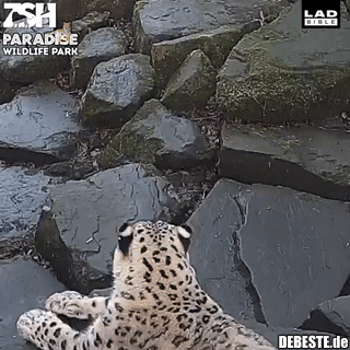 Was? Ihr starrt mich schon wieder an? Ihr wollt ein lustiges Tier sehen? Bitte schön: bleubueheuhble!