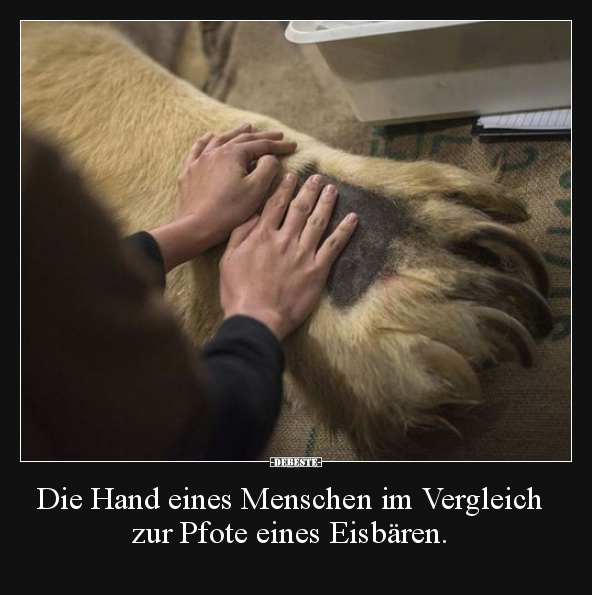 Die Hand eines Menschen im Vergleich zur Pfote eines.. - Lustige Bilder | DEBESTE.de