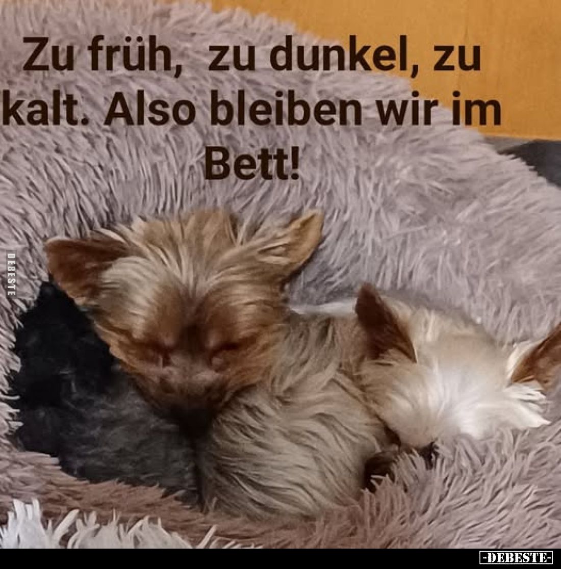 Zu früh, zu dunkel, zu kalt.. - Lustige Bilder | DEBESTE.de