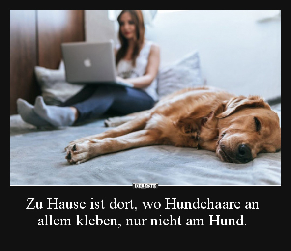 Zu Hause ist dort, wo Hundehaare an allem kleben, nur.. - Lustige Bilder | DEBESTE.de