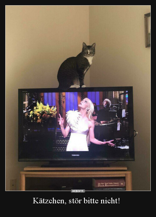 Kätzchen, stör bitte nicht!..