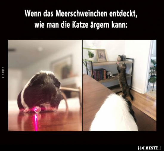 Wenn das Meerschweinchen entdeckt, wie man die Katze ärgern.. - Lustige Bilder | DEBESTE.de