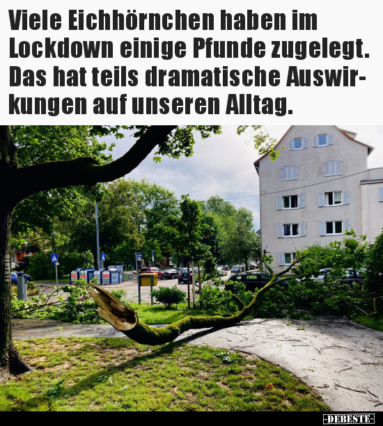 Viele Eichhörnchen haben im Lockdown einige Pfunde.. - Lustige Bilder | DEBESTE.de
