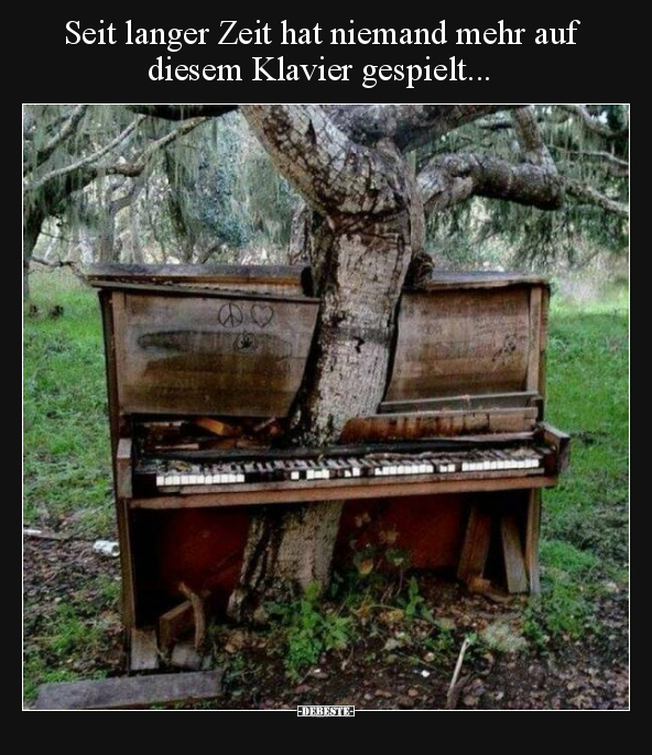 Seit langer Zeit hat niemand mehr auf diesem Klavier.. - Lustige Bilder | DEBESTE.de