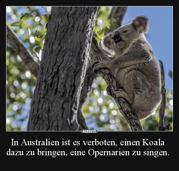 In Australien ist es verboten, einen Koala dazu zu.. - Lustige Bilder | DEBESTE.de