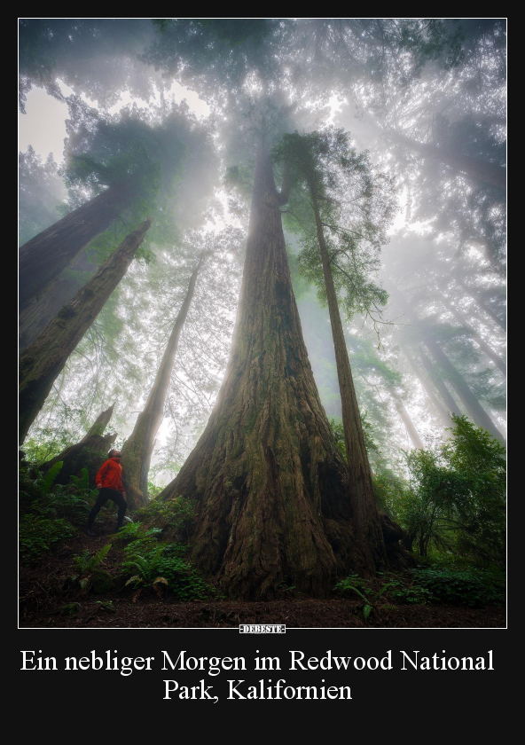 Ein nebliger Morgen im Redwood National Park, Kalifornien.. - Lustige Bilder | DEBESTE.de