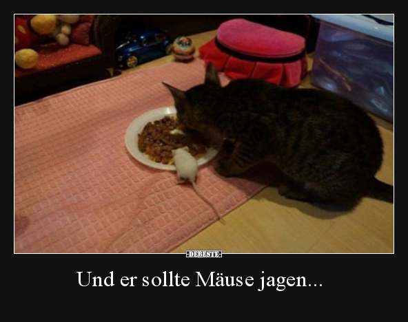 Und er sollte Mäuse jagen... - Lustige Bilder | DEBESTE.de