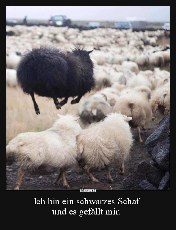 Ich bin ein schwarzes Schaf und es gefällt mir... - Lustige Bilder | DEBESTE.de