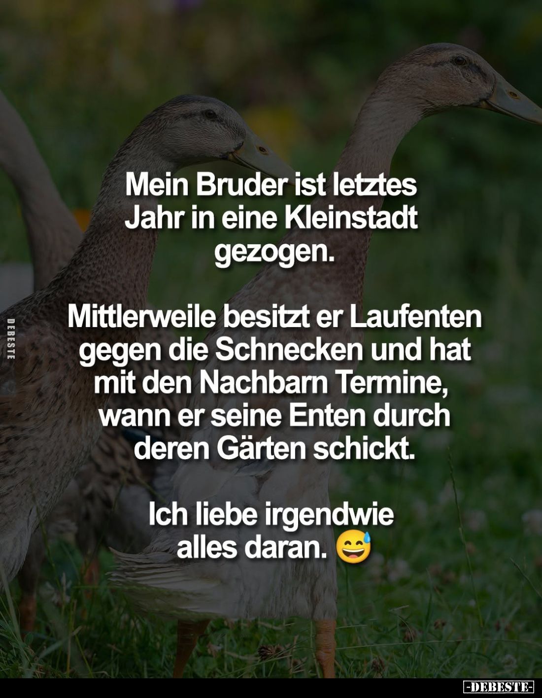Mein Bruder ist letztes Jahr in eine Kleinstadt gezogen.
Mittlerweile besitzt er Laufenten gegen die Schnecken und hat mit d...