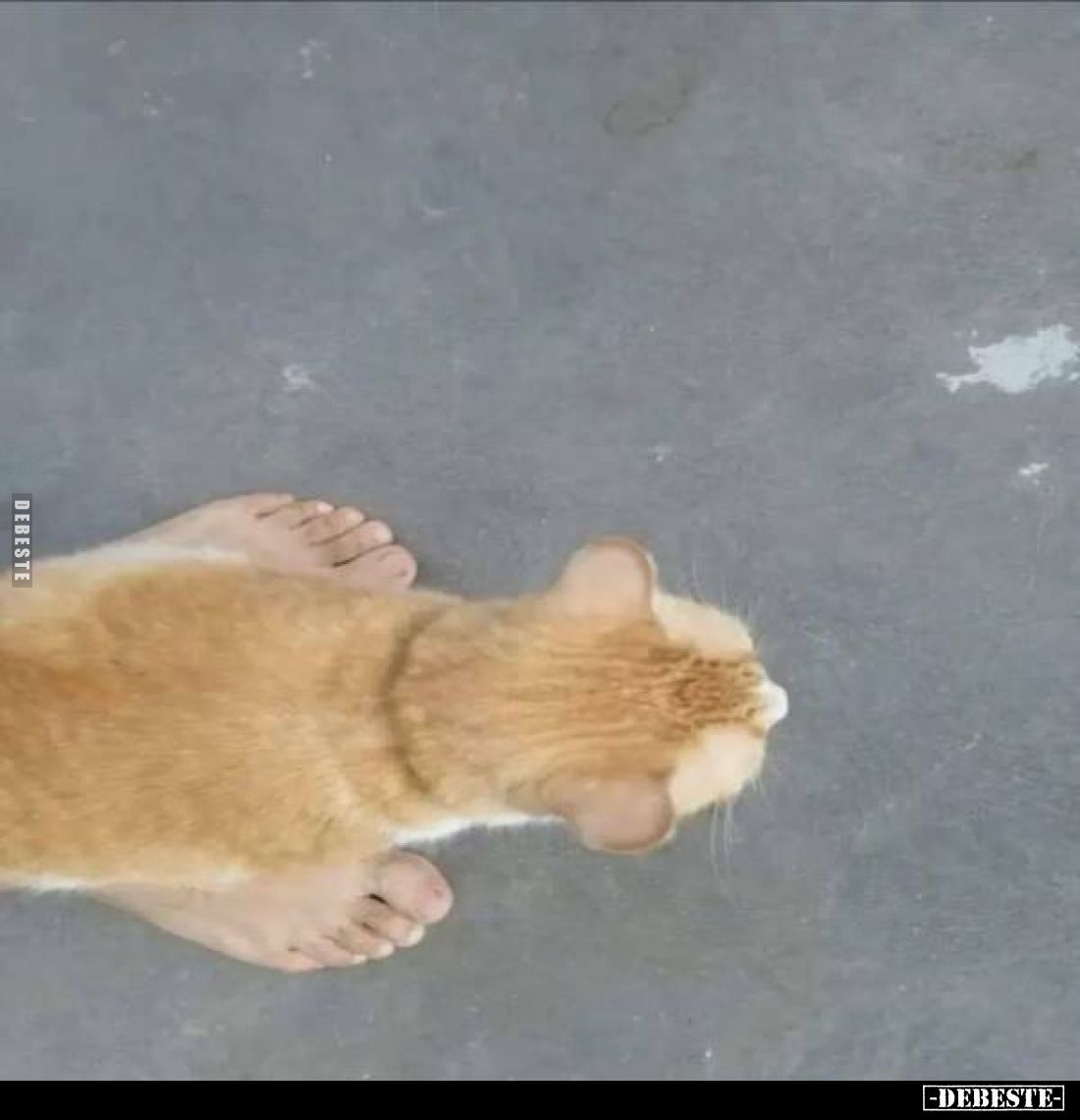  - Lustige Bilder | DEBESTE.de