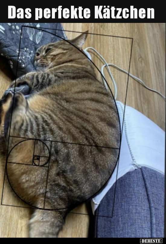 Das perfekte Kätzchen..