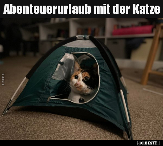 Abenteuerurlaub mit der Katze..