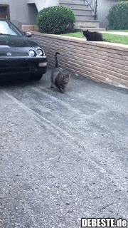 Die stärkste Katze der Welt.