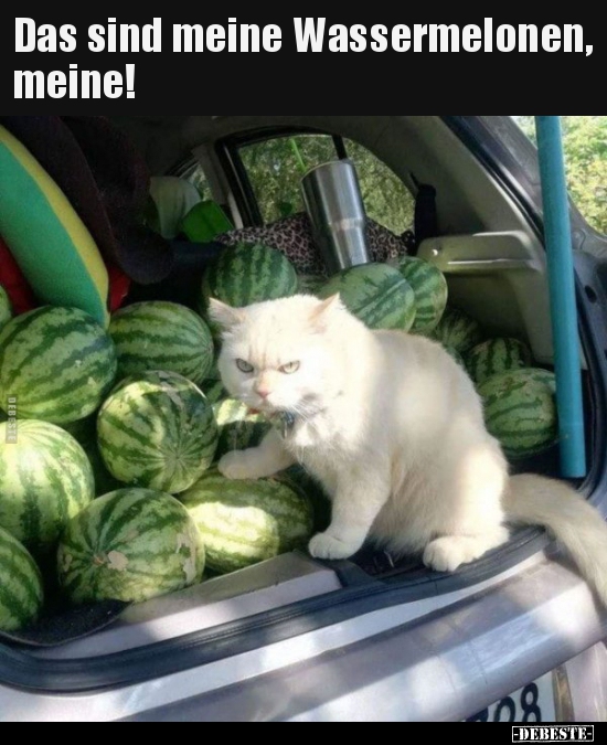 Das sind meine Wassermelonen, meine!.. - Lustige Bilder | DEBESTE.de