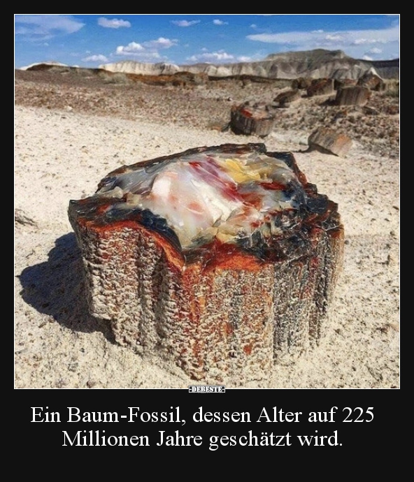 Ein Baum-Fossil, dessen Alter auf 225 Millionen Jahre..