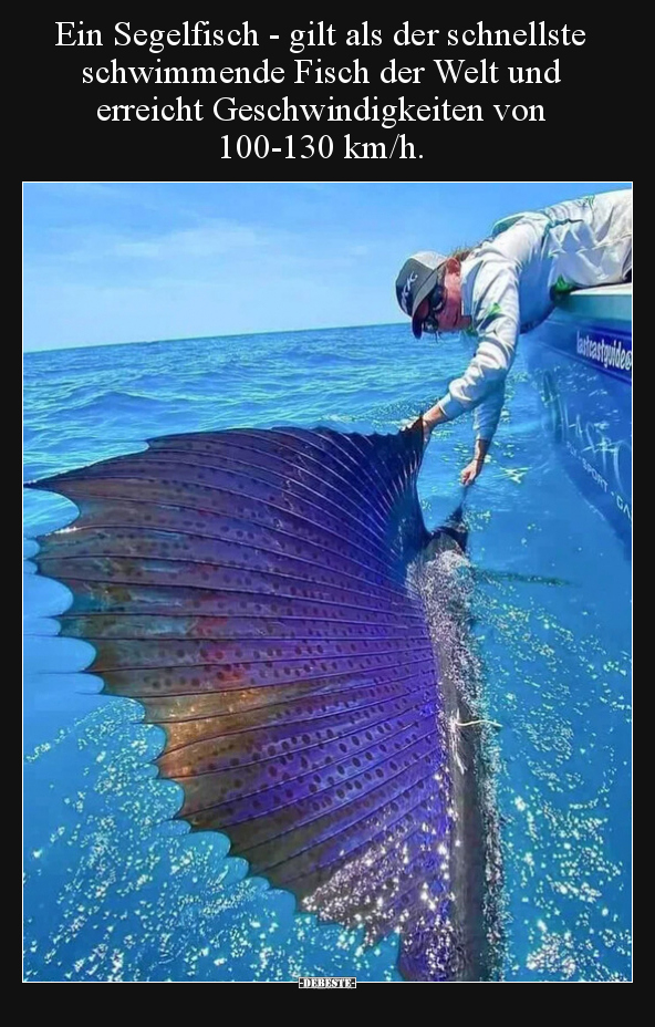 Ein Segelfisch - gilt als der schnellste schwimmende Fisch.. - Lustige Bilder | DEBESTE.de