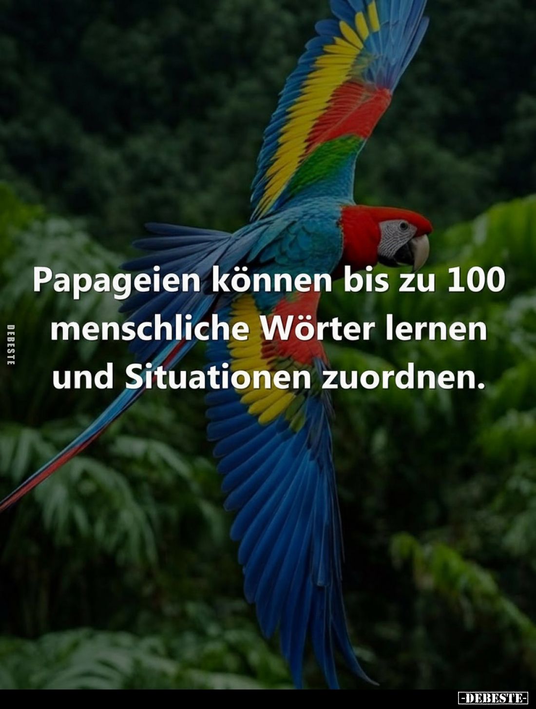 Papageien können bis zu 100 menschliche Wörter lernen und Situationen zuordnen.