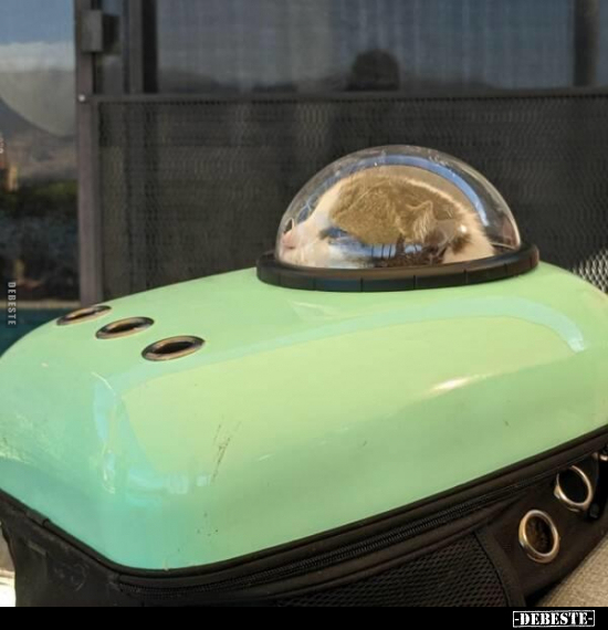  - Lustige Bilder | DEBESTE.de