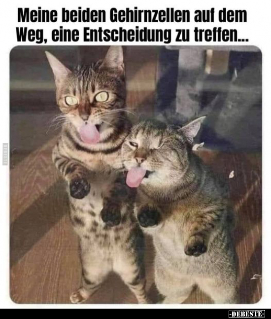 Meine beiden Gehirnzellen auf dem Weg, eine Entscheidung zu..