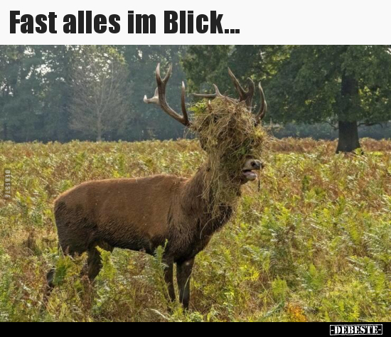 Fast alles im Blick.. - Lustige Bilder | DEBESTE.de