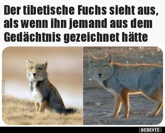Der tibetische Fuchs sieht aus, als wenn ihn jemand aus dem.. - Lustige Bilder | DEBESTE.de