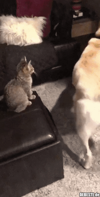 Vom Sitz gewedelt...