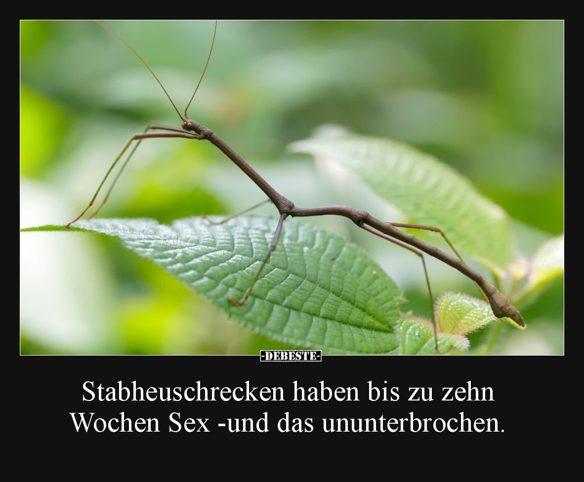 Stabheuschrecken haben bis zu zehn Wochen Sex -und das ununterbrochen.
