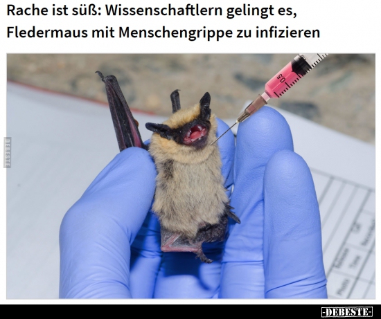 14 Lustige Bilder Von Fledermaus In Lustig