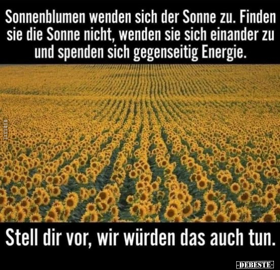 Sonnenblumen wenden sich der Sonne zu. Finden sie die Sanne.. - Lustige Bilder | DEBESTE.de