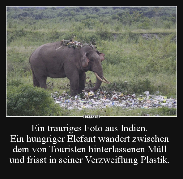 Ein trauriges Foto aus Indien. Ein hungriger Elefant.. - Lustige Bilder | DEBESTE.de