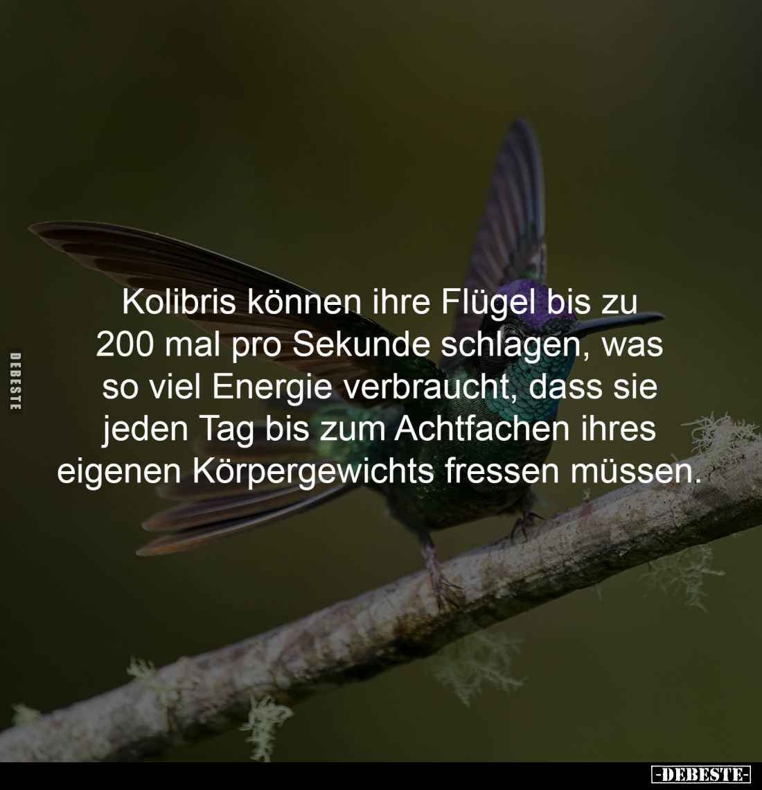 Kolibris können ihre Flügel bis zu
200 mal pro Sekunde schlagen, was
so viel Energie verbraucht, dass sie
jeden Tag bis...