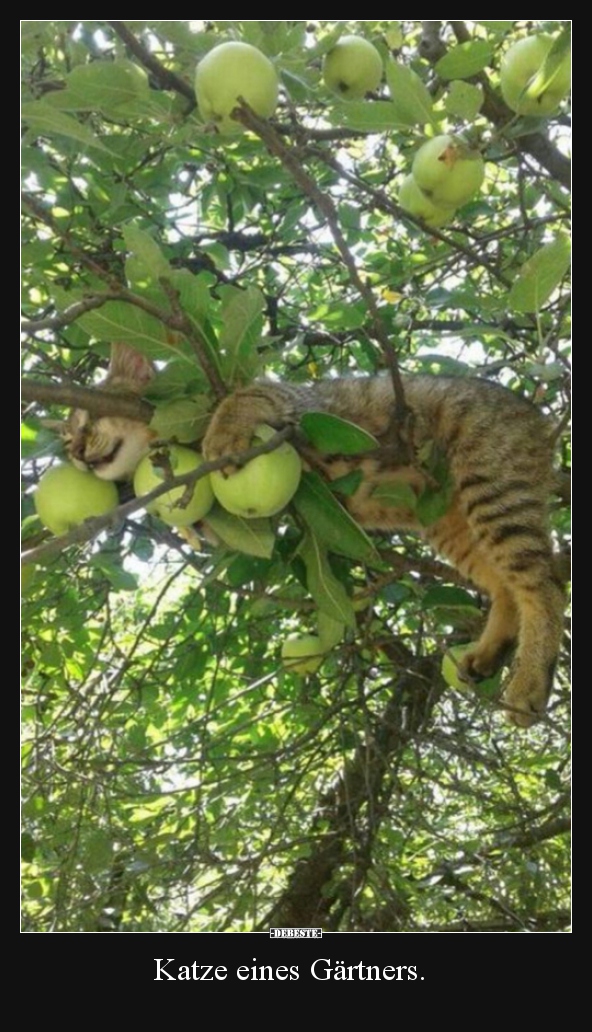 Katze eines Gärtners...