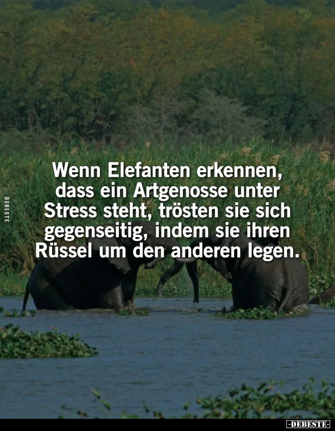 Wenn Elefanten erkennen, dass ein Artgenosse unter Stress steht, trösten sie sich gegenseitig, indem sie ihren Rüssel um den ...