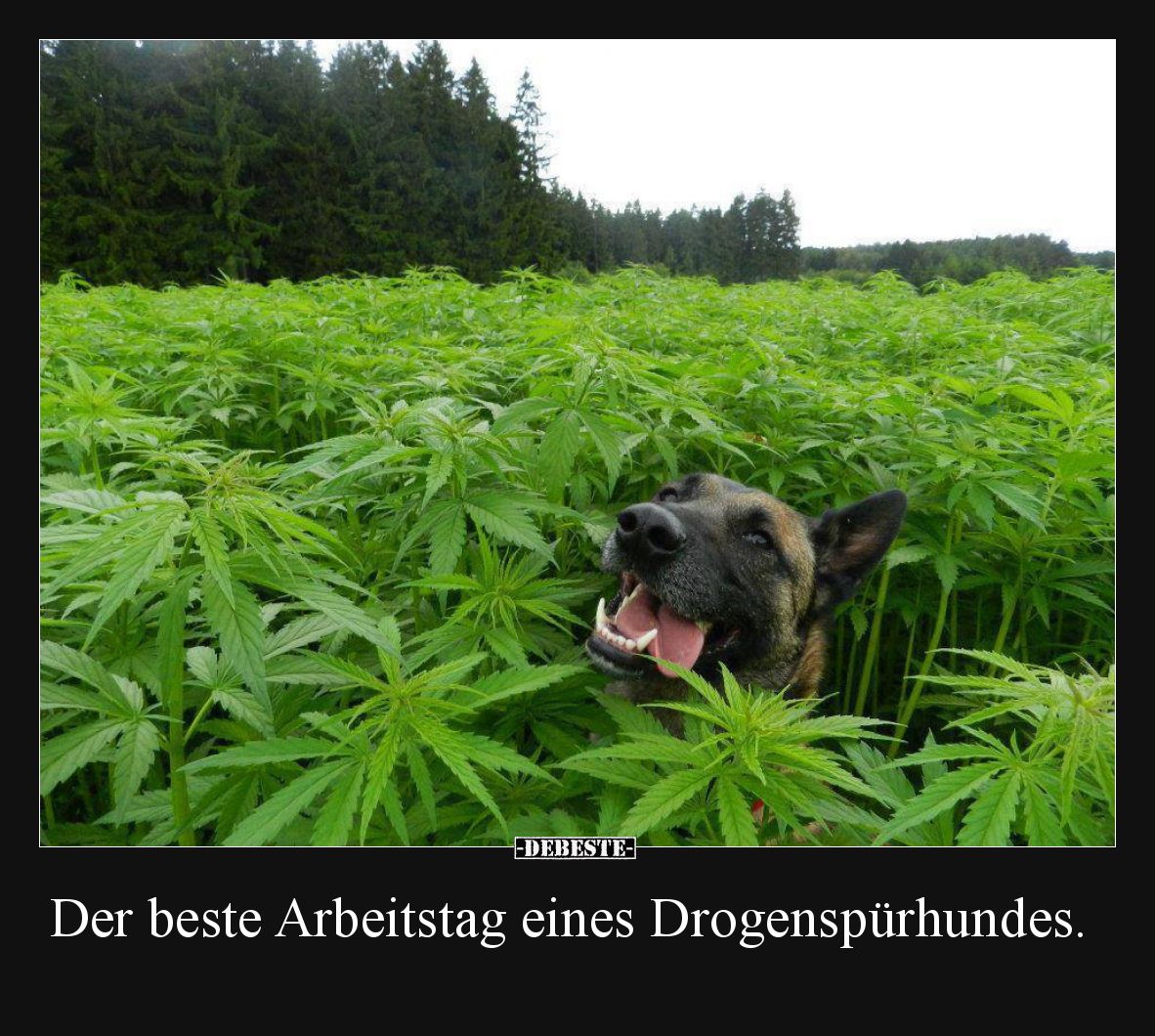 Der beste Arbeitstag eines Drogenspürhundes