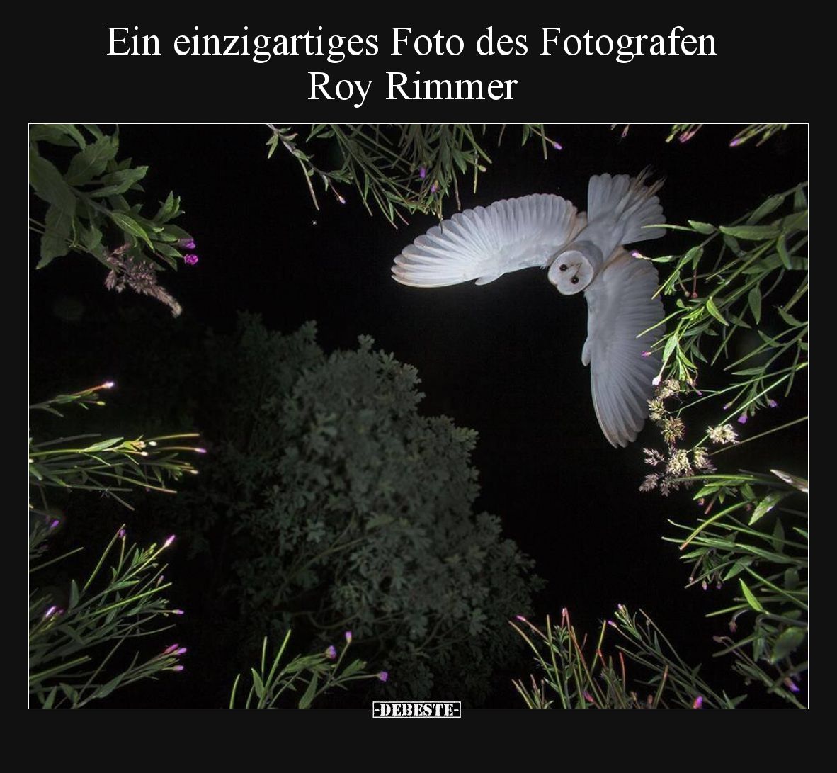 Ein einzigartiges Foto des Fotografen Roy Rimmer