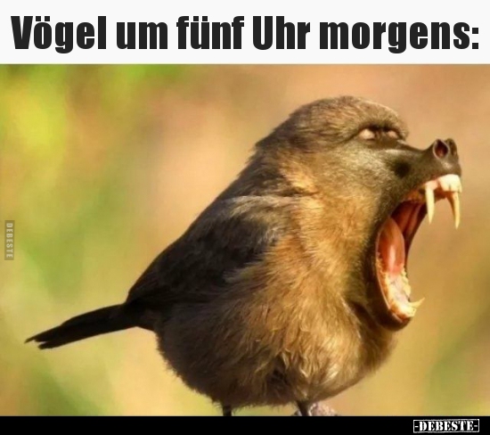 Vögel, Morgen, Morgens