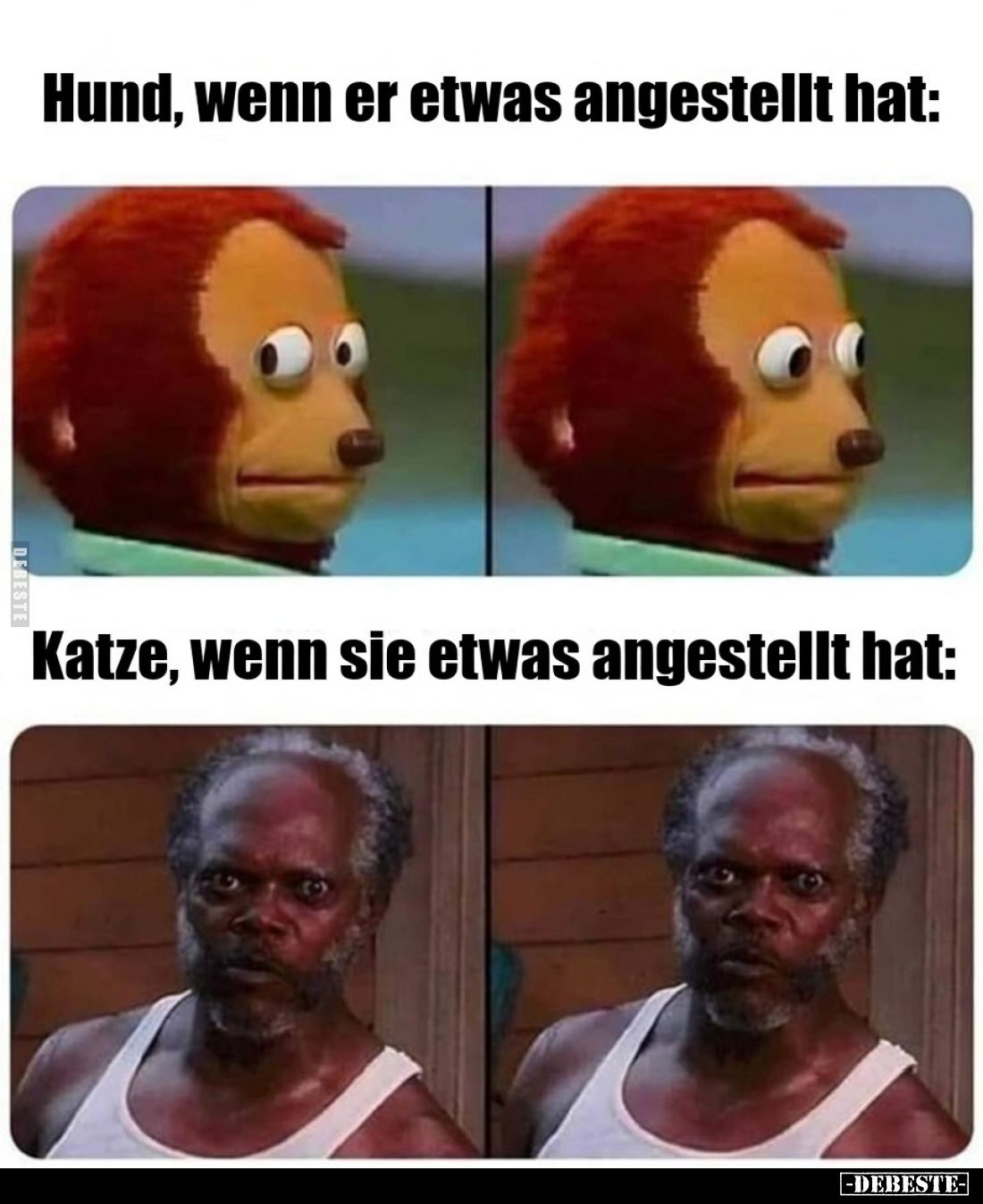 Hund, wenn er etwas angestellt hat vs
Katze, wenn sie etwas angestellt hat: