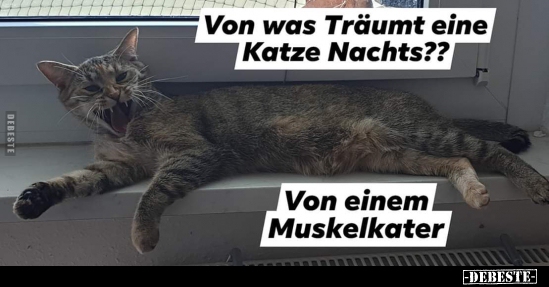 Von was Träumt eine Katze Nachts?