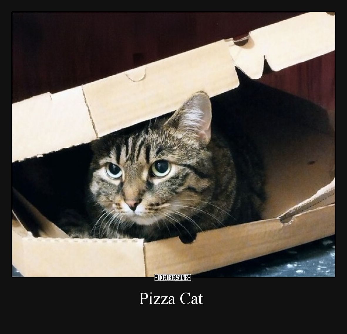 Pizza Cat..