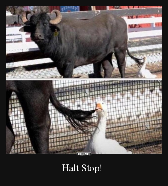 Halt Stop!