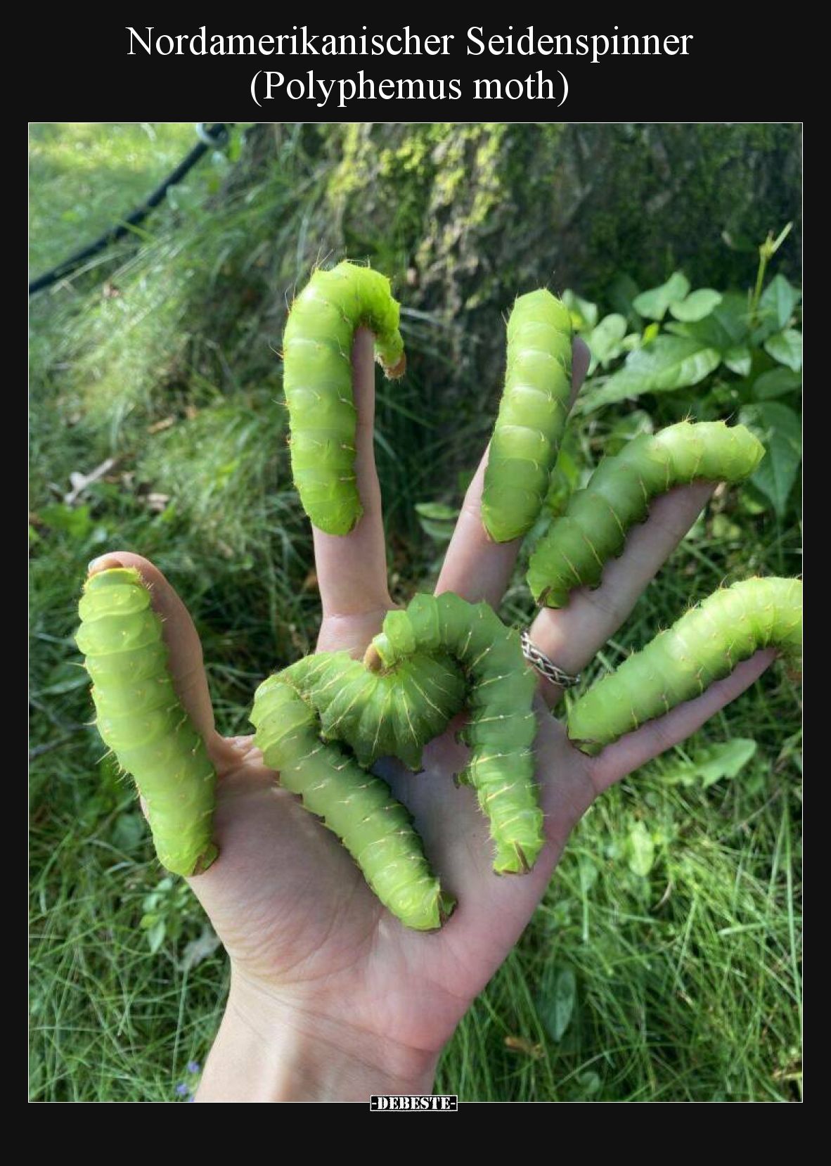Nordamerikanischer Seidenspinner (Polyphemus moth)