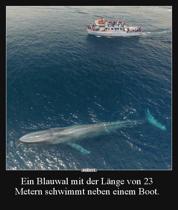 Ein Blauwal mit der Länge von 23 Metern schwimmt neben.. - Lustige Bilder | DEBESTE.de