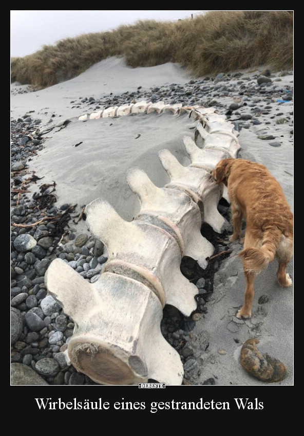 Wirbelsäule eines gestrandeten Wals.. - Lustige Bilder | DEBESTE.de