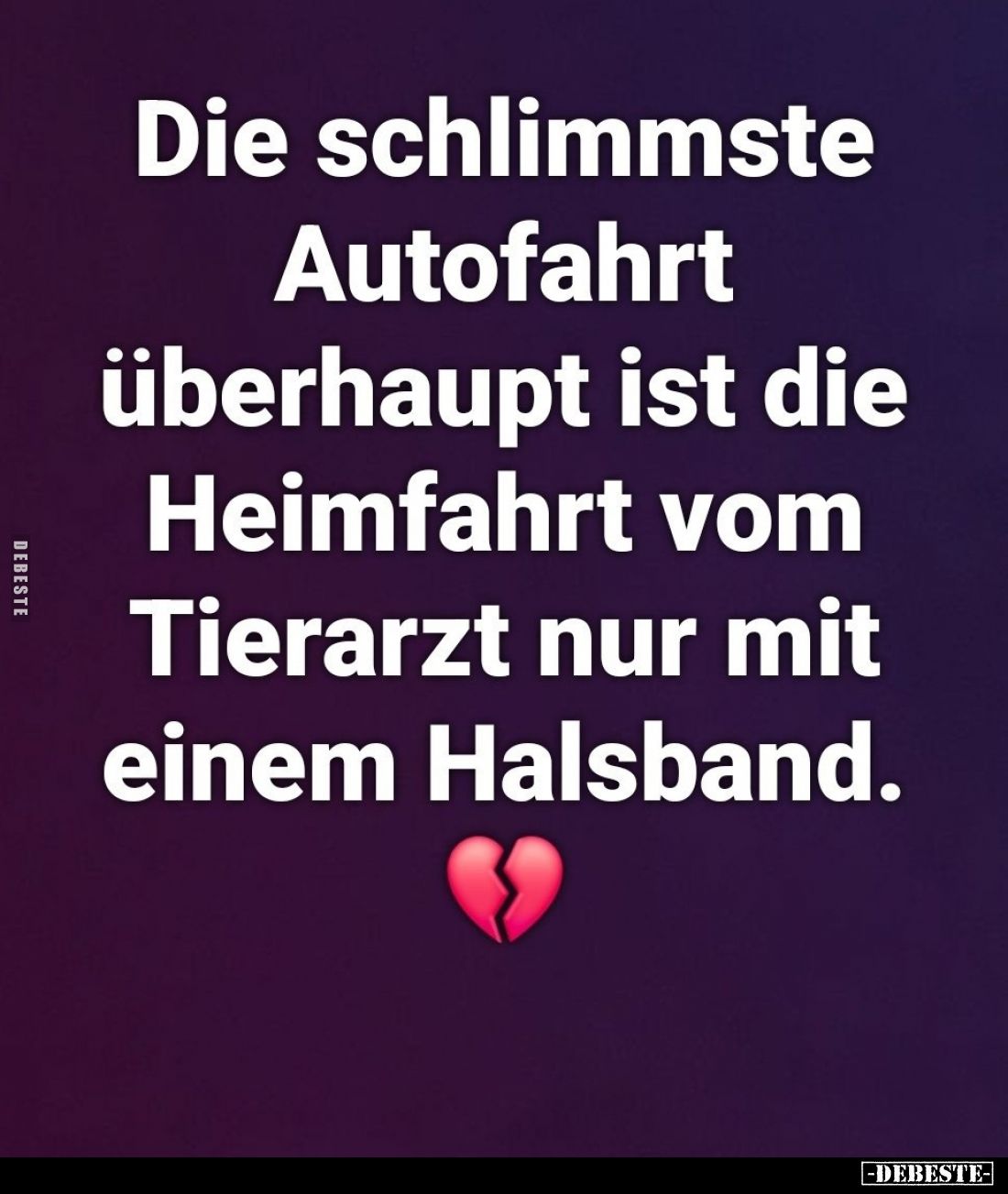 Die schlimmste Autofahrt überhaupt ist die Heimfahrt vom Tierarzt nur mit einem Halsband.