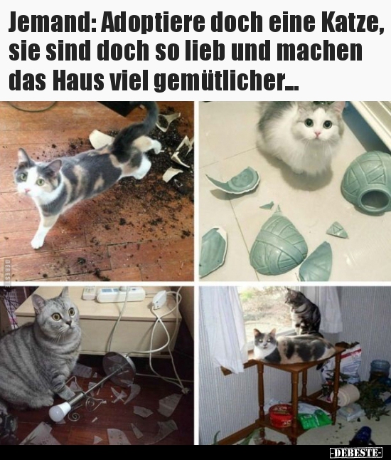 Jemand: Adoptiere doch eine Katze, sie sind doch so lieb.. - Lustige Bilder | DEBESTE.de