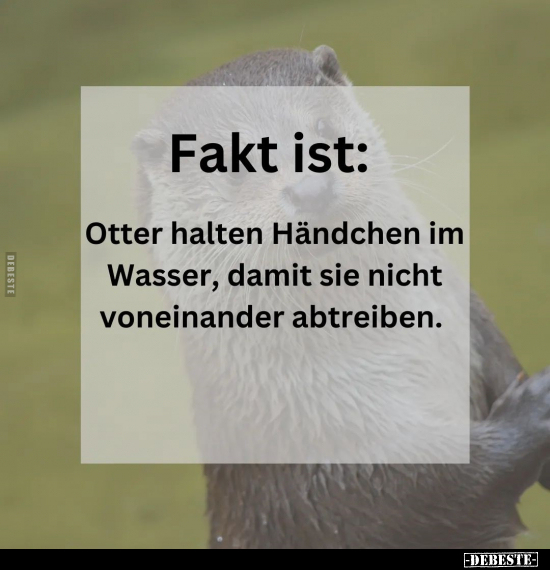 Fakt ist: Otter halten Händchen im Wasser.. - Lustige Bilder | DEBESTE.de