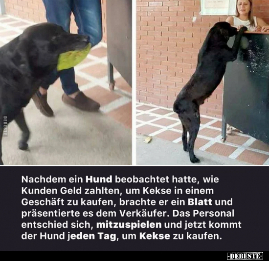 Nachdem ein Hund beobachtet hatte.. - Lustige Bilder | DEBESTE.de