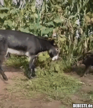 Ein Esel wischt mit einer Hyäne den Boden.