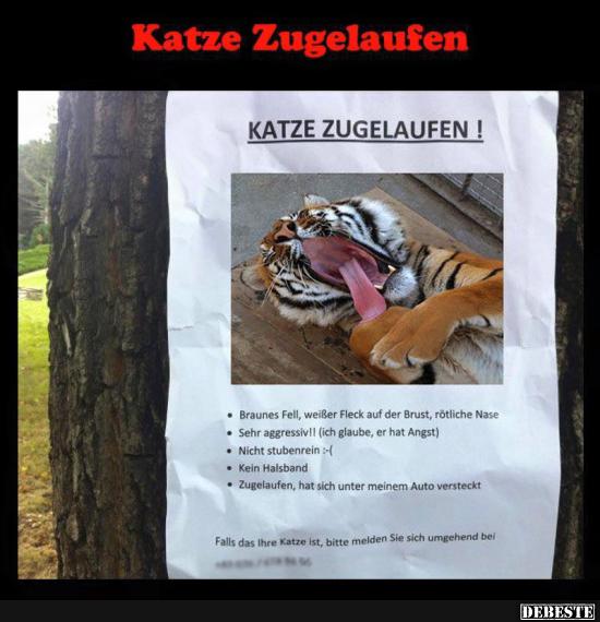 Katze Zugelaufen.. - Lustige Bilder | DEBESTE.de