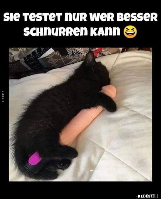 Sie testet nur, wer besser schnurren kann...
